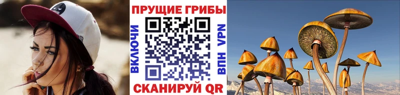 где найти наркотики  Соль-Илецк  Галлюциногенные грибы мицелий 